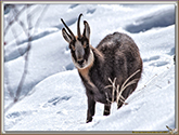 CHAMOIS